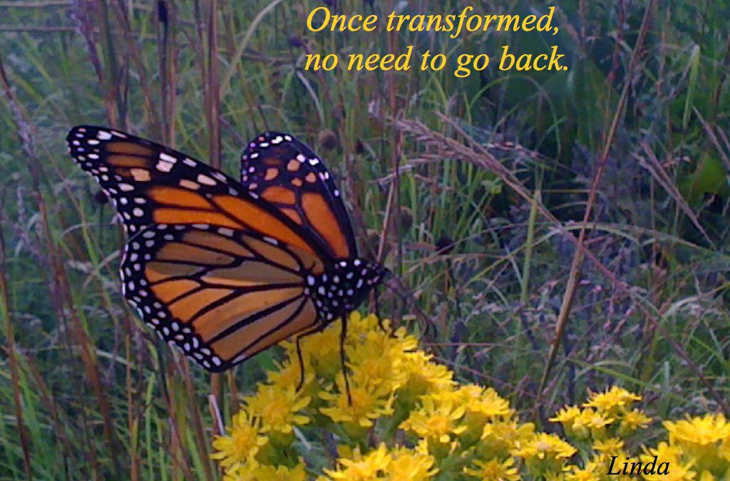 Once Transformed, No Need to Go Back. Butterfly Emerging.