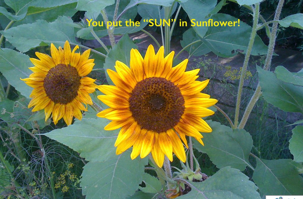 Sunflower.001.jpeg